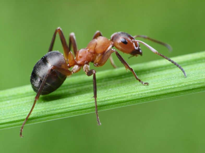 skudra un prostatīta ārstēšana